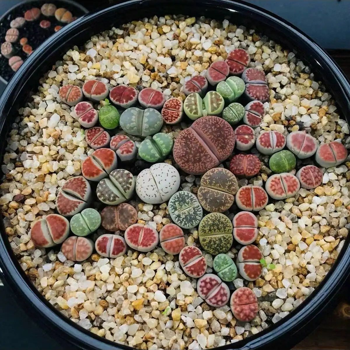 1pc-250g Natuurlijke Kristalle - Planted Aquarium With Sand recensie en prijs