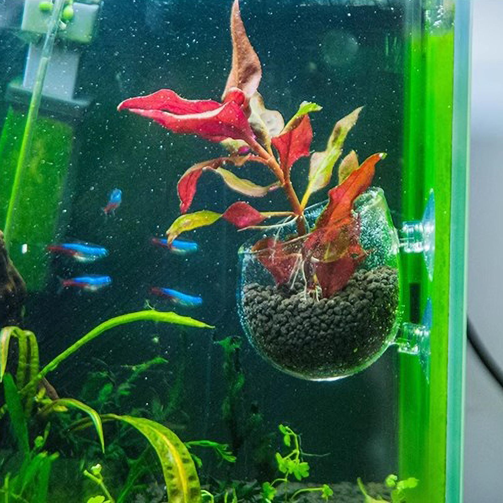 Aquariumplantenhouder Glazen A - Aquarium Plant Gel recensie en prijs