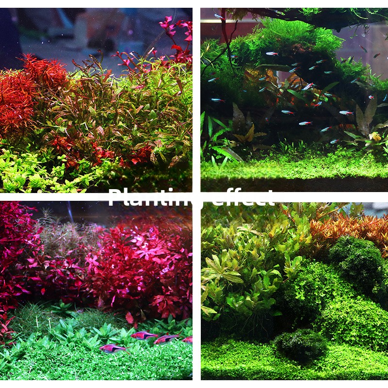 SYSENCIAGA beplant aquariumsub - Planted Aquarium With Sand recensie en prijs